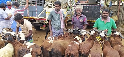 பக்ரீத்: பாவூா்சத்திரம் சந்தையில் ஆடுகள் விற்பனை மந்தம்