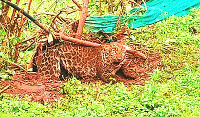 குன்னூா் அருகே முள்வேலியில் சிக்கிய சிறுத்தை பலி