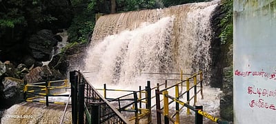 தொடர்மழை: சுருளி அருவியில் வெள்ளப்பெருக்கு