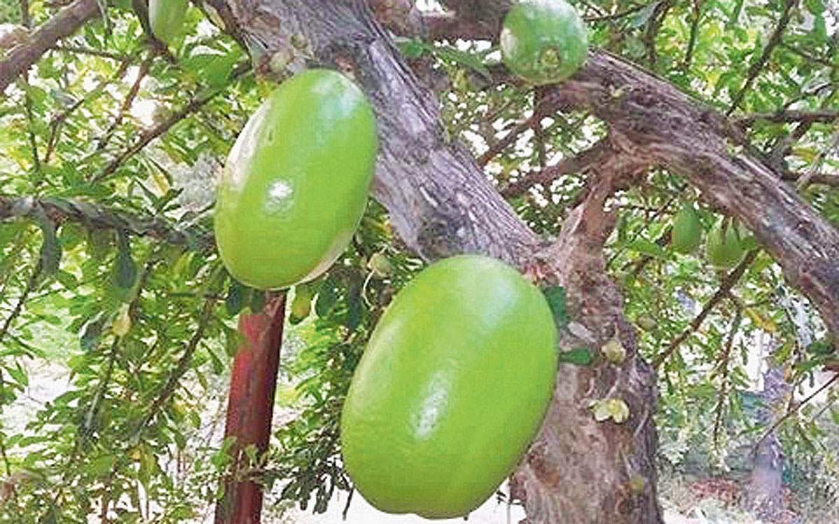 மரங்களின் வரங்கள்!: அட்சயப் பாத்திரம் - திருவோடு மரம்