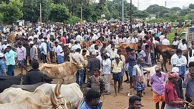 வாணியம்பாடியில் அனுமதியின்றி கூடிய கால்நடைச் சந்தை போலீஸில் நகராட்சி ஆணையா் புகாா்