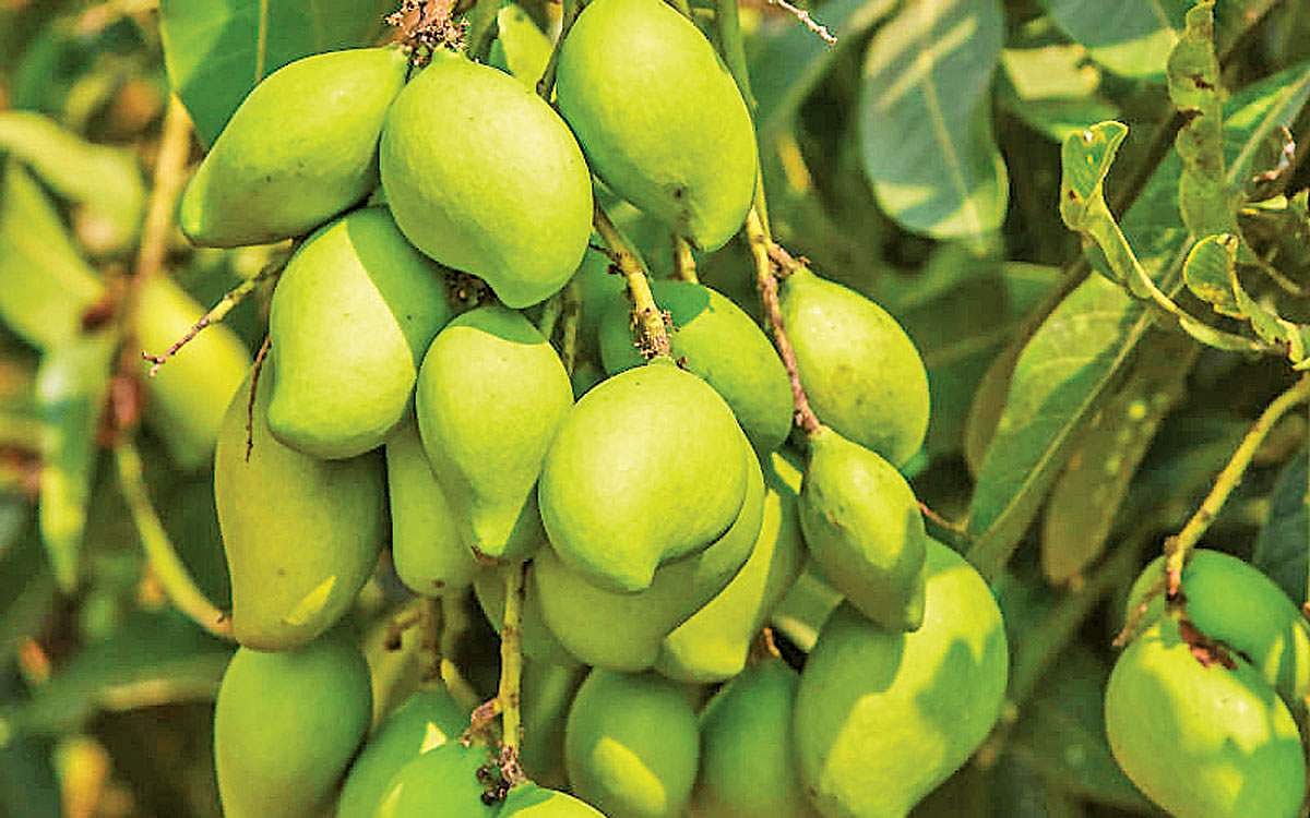 மாங்காய் எத்தனை வகை?