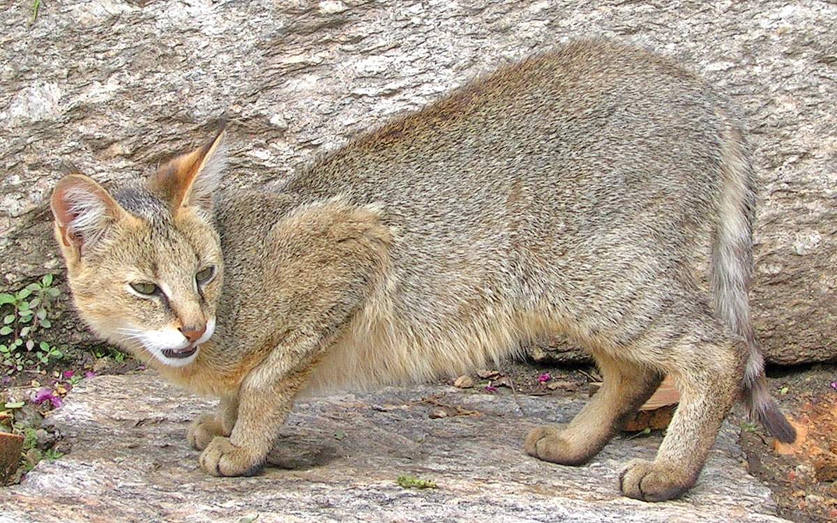 காணாமல் போகும்  காட்டுப்பூனை