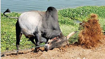 அனுமதியின்றி நடத்தப்பட்ட மஞ்சு விரட்டு