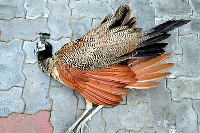 சிவகாசி அருகே மின்சாரம் பாய்ந்து ஆண் மயில் பலி