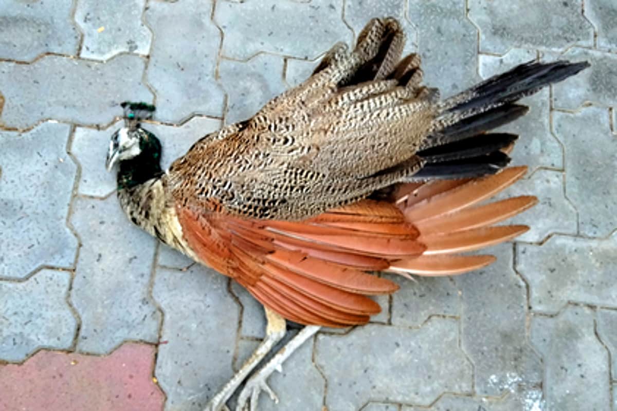 News image