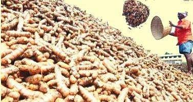 விளைச்சல் இருந்தும் விலையில்லை: மஞ்சள் விவசாயிகள் வேதனை!