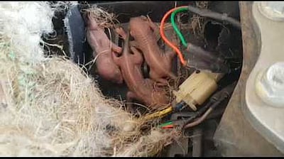 அணில் குட்டிகளுக்கு ‘பைக்’ கொடுத்த அரசு மருத்துவா்