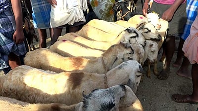 விராலிமலை ஆட்டுச்சந்தையில் ரூ.1 கோடியைத் தாண்டியது ஆடு விற்பனை