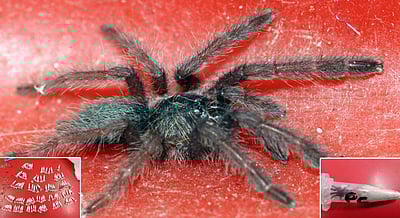 போலந்திலிருந்து கடத்தி வரப்பட்ட 107 அரியவகை சிலந்திகள்: சென்னை விமான நிலையத்தில் பறிமுதல்