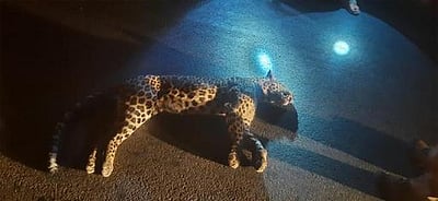 திம்பம் மலைப் பாதையில் வாகனம் மோதி சிறுத்தை பலி