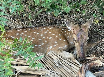 பரமன்குறிச்சியில் புள்ளிமான் மீட்பு