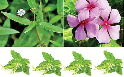 நலம் தரும் நம் நாட்டு மூலிகைகள்!