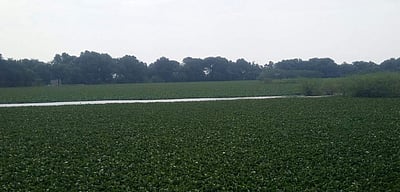 அருப்புக்கோட்டை பெரிய கண்மாயை ஆக்கிரமித்துள்ள ஆகாயத் தாமரைகள்: விவசாயிகள் கவலை