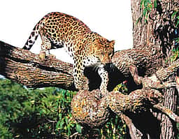 மாதேஸ்வரன் மலையில் சிறுத்தை தாக்கியதில் சிறுவன் உயிரிழப்பு
