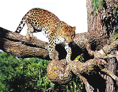 சிறுத்தை தாக்கியதில் சிறுவன் பலி