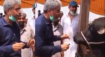 பாகிஸ்தான் பத்திரிகையாளரின் கேள்விக்கு பதிலளித்த எருமை மாடு