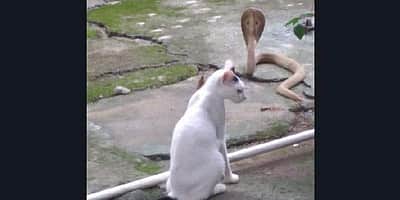 பூனையல்ல.. புலி: நல்ல பாம்பு முன் கம்பீரமாக நின்று உரிமையாளரைக் காத்த செல்லப்பிராணி