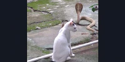 பூனையல்ல.. புலி: நல்ல பாம்பு முன் கம்பீரமாக நின்று உரிமையாளரைக் காத்த செல்லப்பிராணி