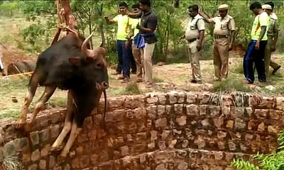 கிணற்றில் தவறி விழுந்த காட்டெருமை உயிரிழப்பு