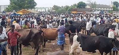 ஊத்தங்கரை சந்தையில் களைகட்டியது மாடுகள் விற்பனை