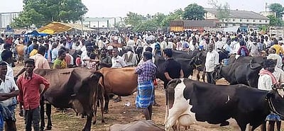 ஊத்தங்கரை வாரச்சந்தையில் ரூ. 50 லட்சத்துக்கு மாடுகள் விற்பனை