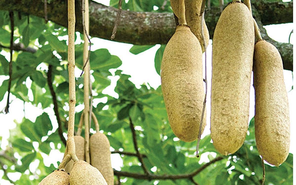 மரங்களின் வரங்கள்!: யானையின் பலம் - மரசுரைக்காய் மரம்