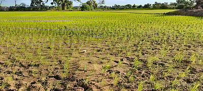 பாபநாசம் அணையிலிருந்து தண்ணீர் திறந்தும் சாகுபடி செய்ய முடியாத நிலை: விவசாயிகள் கவலை