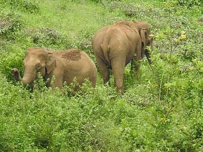 கூடலூரில் தொடரும் யானைகளின் பாசப் போராட்டம்