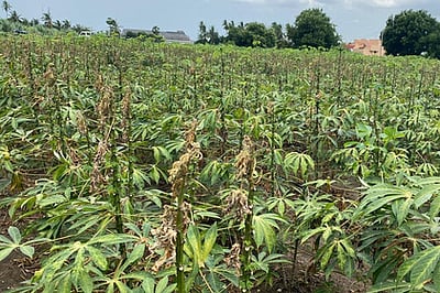 வாழை, மரவள்ளி பயிா்களுக்கு காப்பீடு செய்யலாம்