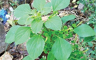 குப்பைமேனியின் மருத்துவ குணங்கள்!