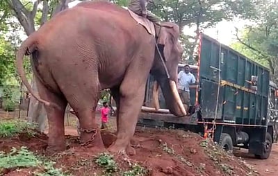 பாகுபலி யானைக்கு ரேடியோ காலர் ஐடி பொருத்தி கண்காணிக்கும் திட்டம் நிறுத்தம்