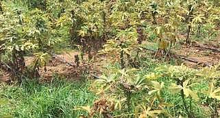 மாவுப்பூச்சித் தாக்குதலால் மரவள்ளி விவசாயிகள் பாதிப்பு