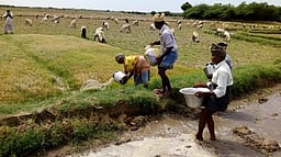‘கடைமடை பகுதியில் கருகும் பயிரை காப்பாற்ற தண்ணீா் திறக்க வேண்டும்’