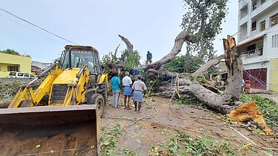 கனமழை: 100 ஆண்டுகள் பழைமை வாய்ந்த ஆலமரம் வேருடன் சாய்ந்தது