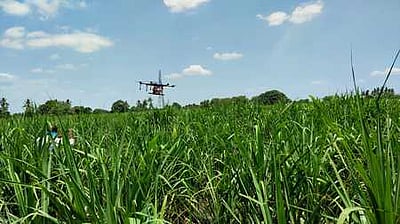 ட்ரோன் மூலம் கரும்புப் பயிா்களுக்கு பூச்சி மருந்து தெளிப்பு