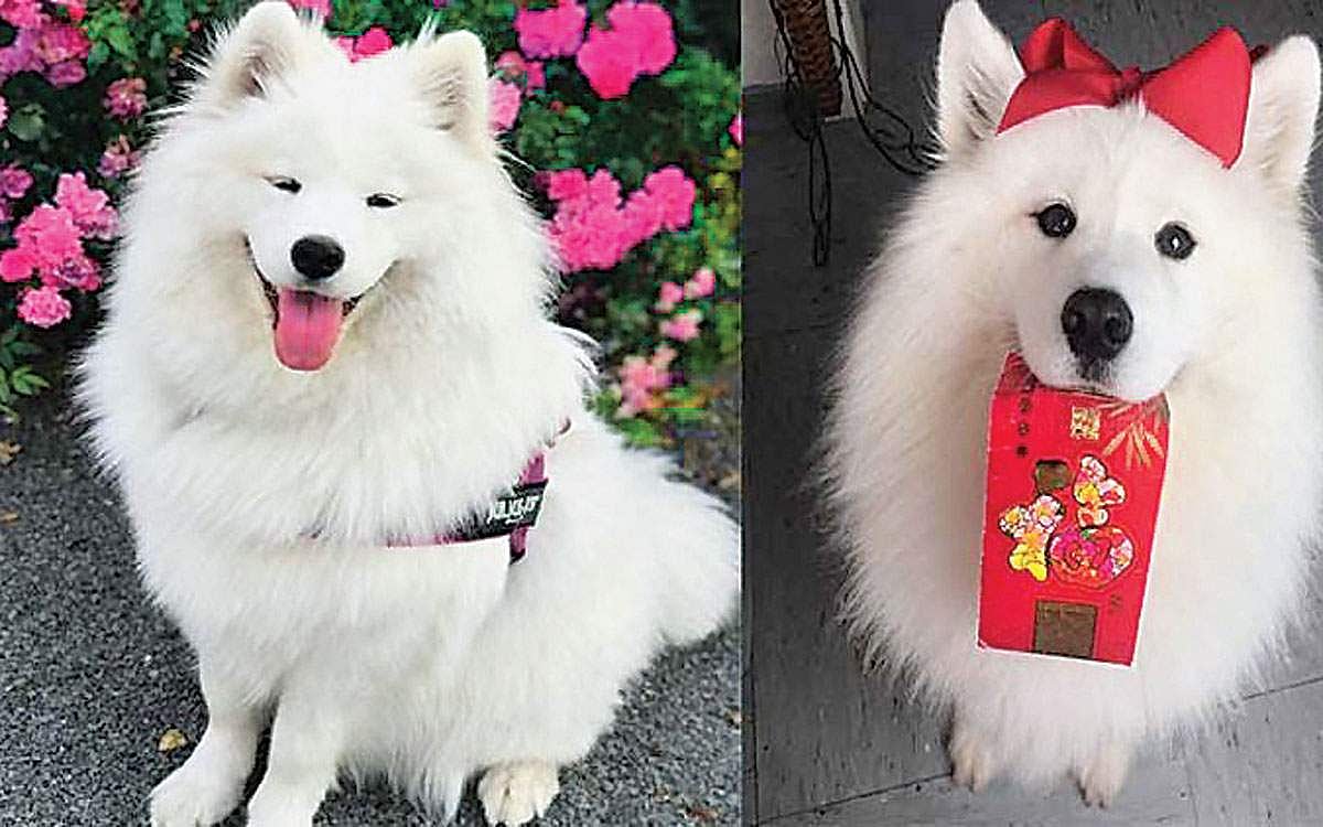 உரிமையாளருக்கு பாராட்டு