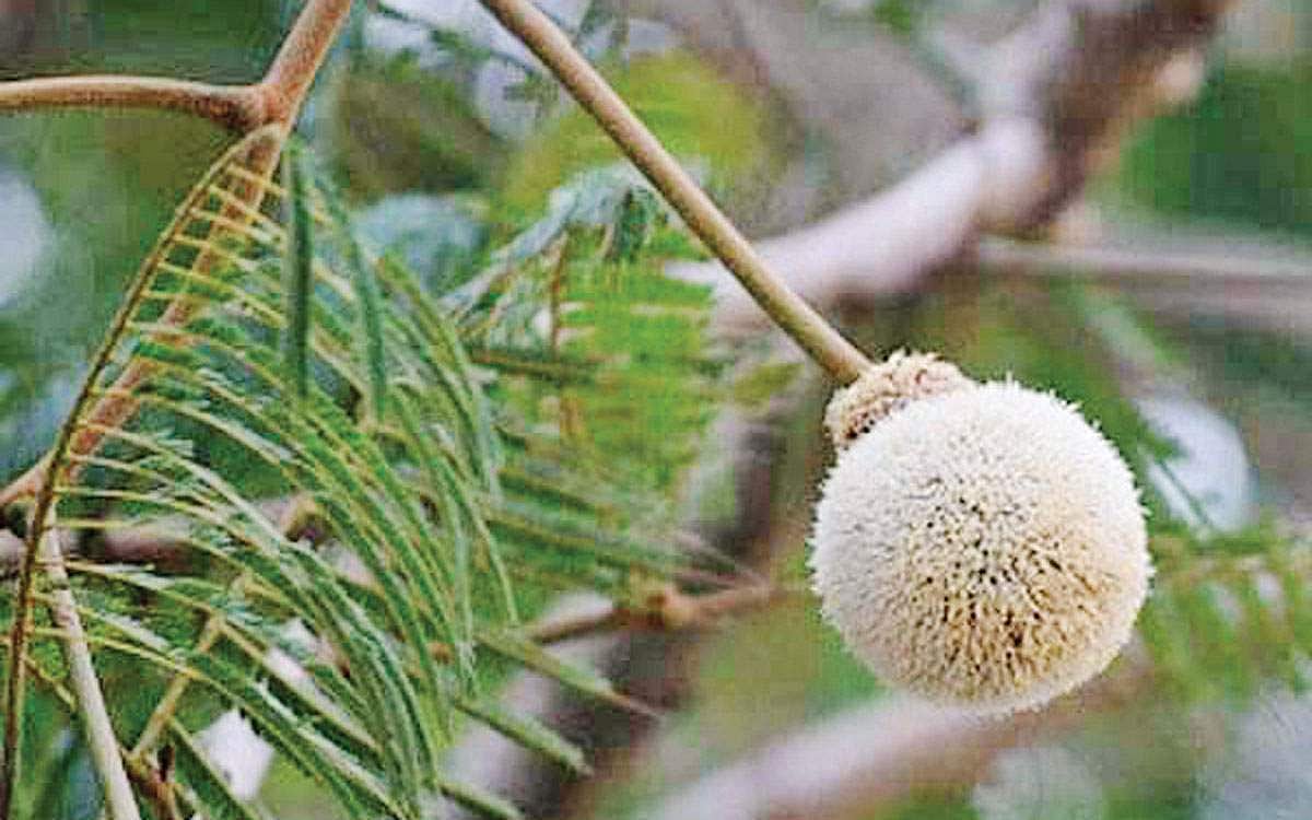 மரங்களின் வரங்கள்!:  விசையுறும் பந்து!  - பாட்மின்டன் பந்து மரம்!