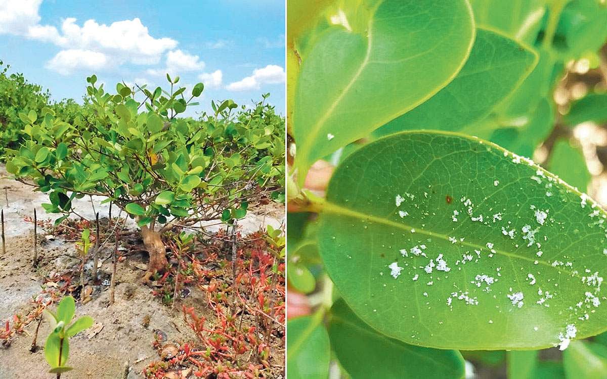 கடல் நீரில் விவசாயம்!