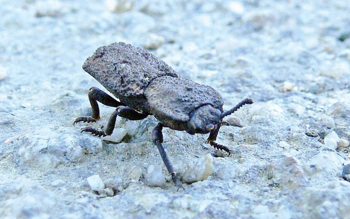 உலகின் மிகச் சிறந்த சுமை தூக்கி!