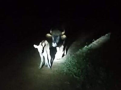 ஈன்றதும் கன்றை விட்டுச்சென்ற காட்டுமாடு: காப்பாற்றிய வனத்துறையினர்