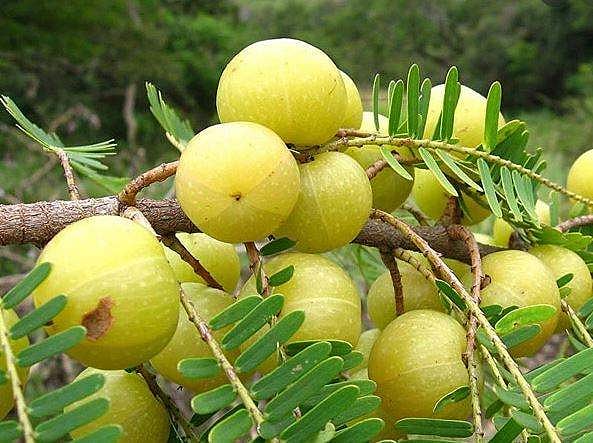 ஆரோக்கியமான கூந்தலுக்கு உதவும் நெல்லிக்காய்!