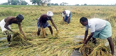 புதுச்சேரி அருகே மழை நீரில் மூழ்கிய 500 ஏக்கா் நெல் பயிா்கள்!