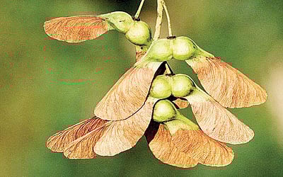 மரங்களின் வரங்கள்!: கனமில்லாதவன்- தணக்கு மரம்