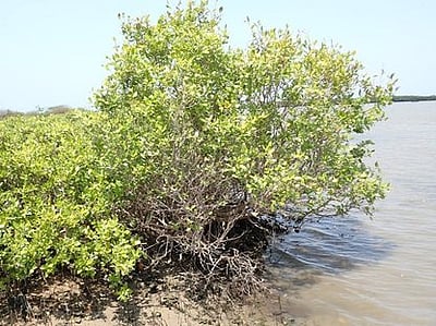 அலையாத்தி மரத்தின் மரபணு ஆய்வில் புதிய சாதனை