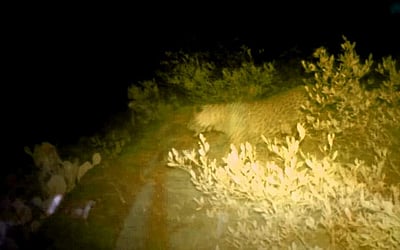 துறையூர் அருகே சிறுத்தையின் நடமாட்டம், கால் தடம் பதிவு