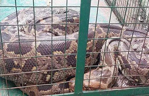 குரங்கை விழுங்கிய 10 அடி மலைபாம்பு