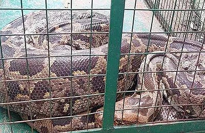 குரங்கை விழுங்கிய 10 அடி மலைபாம்பு