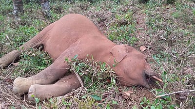 பந்தலூர் அருகே, மின்வேலியில் சிக்கி ஆண் யானை உயிரிழப்பு