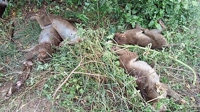 செங்கல்பட்டில் விஷம் வைத்து கொல்லப்பட்ட குரங்குகள்: பாலாற்றில் வீசி கொடூரம்